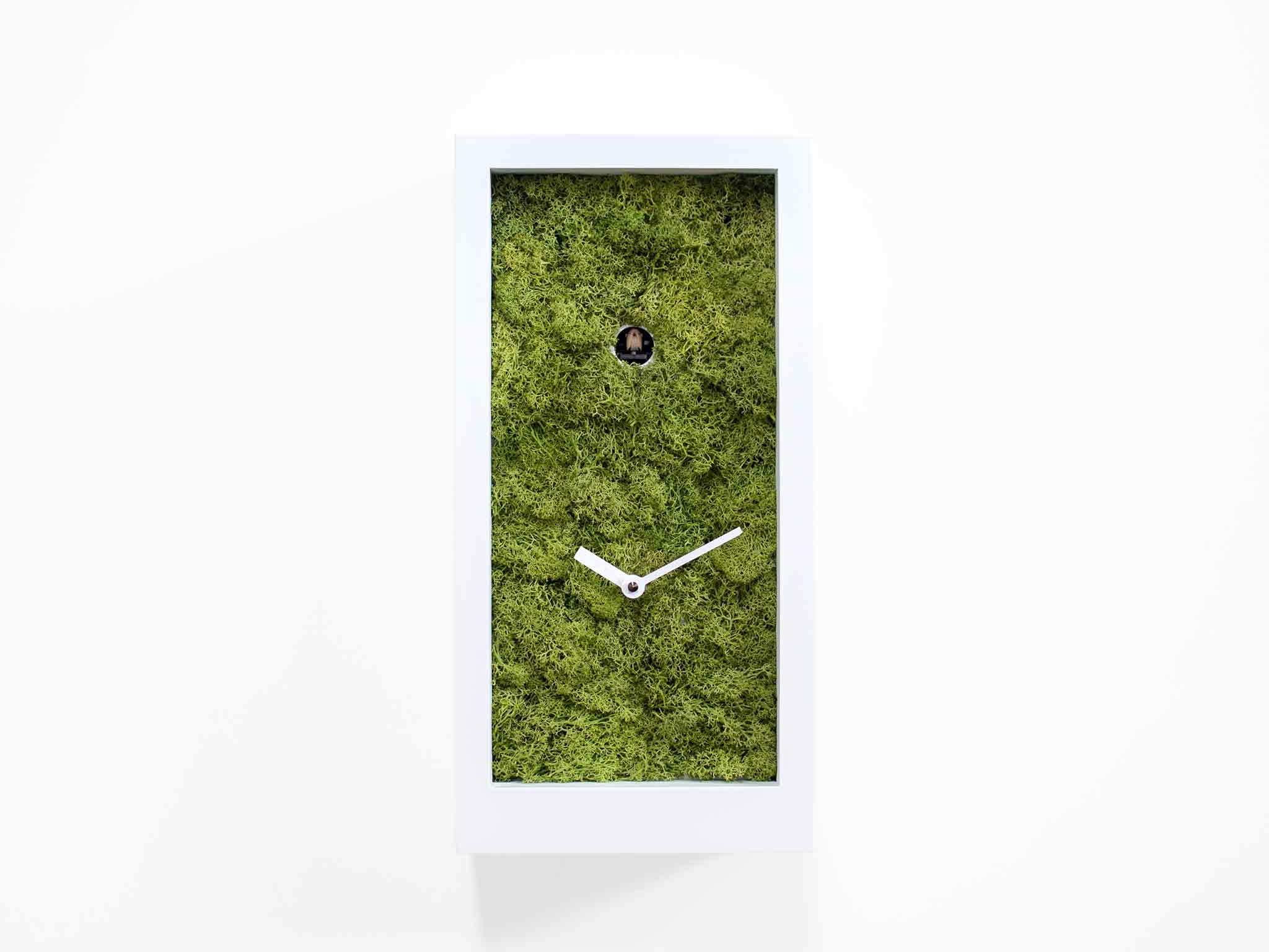 progetti-amazon-orologio-a-cuc-moderno-legno-e-muschio image 6