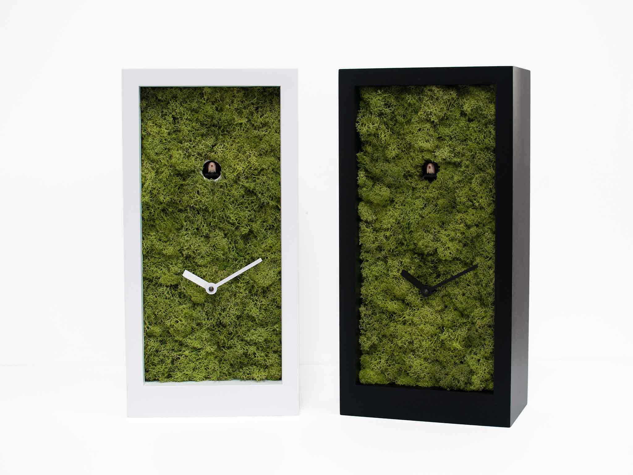 progetti-amazon-orologio-a-cuc-moderno-legno-e-muschio image 3